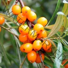 [충북농원] 비타민나무 심추홍 묘목 - 2년생(암2+숫1)세트, 단품