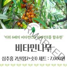 비타민나무 / 비타민 나무 묘목 / 충북농원, 1개 심추홍 2년세트(암2+숫1), 1개