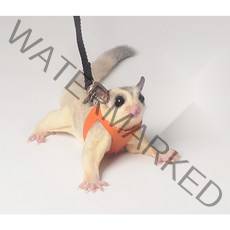 슈가글라이더 외출 산책 용품 목줄 가슴줄, 오렌지 쓰리피스 수트