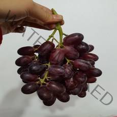 가람상점 씨없는 포도 샤인머스켓 애플청포도 크림슨적포도 블랙사파이어 국산 씨있는 캠벨포도 1kg 2kg, 1개, 크림슨 적포도 4kg