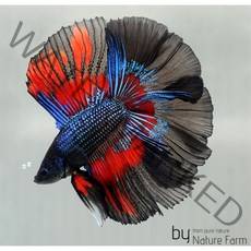 베타 나기 다이네스리 리코리스 피그미 먹이 100ml