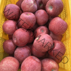 산지직송 경북 청송 안동 아삭아삭 꿀 햇 부사 사과 중과 대과 특과 1박스 10kg