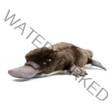 한사토이 동물인형 3664 오리너구리1호 Platypus with eyepatch, 12cm, 갈색