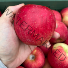 사과 경북사과 중과 소과 껍질째먹는 꿀 사과 부사 홍로 양광 못난이 흠집 3kg 5kg, 가정용중과 3kg(10~14과내외)