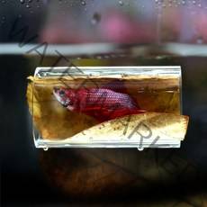 투명 베타터널 침대-알몬드잎 은신처 수조장식용품, 없음