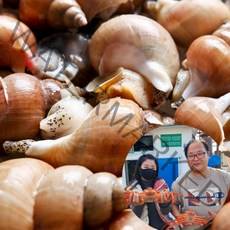 구룡포 포항 백골뱅이 활 백골뱅이 동해안 백골뱅이 생골뱅이 골뱅이 백고동, 중 1kg, 1개