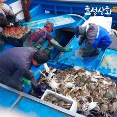 서해 연평도 가을 활 숫 꽃게 1kg, 2022년 급냉(선동) 숫 꽃게, 대 3kg(6-9미), 1개