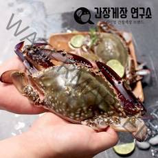 국내산 싱싱한 급랭 제철 가을 숫꽃게 알배기 암꽃게 전문, 국내산 암게 1kg(중대), 1개