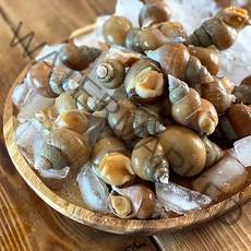 당일조업 동해안 자연산 활 백골뱅이 백고동 1kg 소 중 대, 백골뱅이1kg[소](약30미~60미전후), 1개