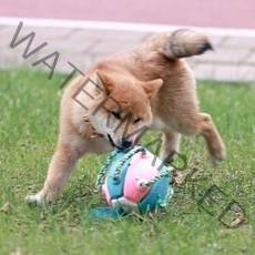 멍멍군나비양 강아지 프리스비 장난감 공, 핑크 + 그린, 1개