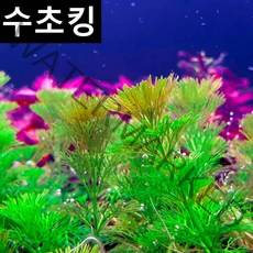수초킹 초보수초 암브리아, 7개