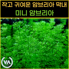 [비바소녀] 작고 귀여운 암브리아 막내 / 미니 암브리아 (5촉) 초보수초 무이탄