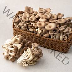 느타리버섯 국내산, 2KG, 1개