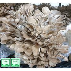 생 건조 잎새버섯 (천기누설 6시 내고향 생생정보마당 mbc뉴스 촬영지) [무농약+GAP+도지사품질인증-3인증시스템] 바로세움버섯, 200g