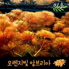 [미초] 오렌지 암브리아 수초 3촉 & 7촉 / 유경 수초 / 초보자 수초 / 어항 수초