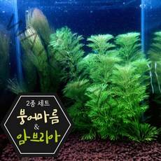 [미초] 완전 키우기 쉬운 붕어마름&암브리아 세트 / 초보자용 수초 / 수초 세트 / 구피 수초