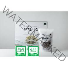 바로세움 건조잎새버섯 - 무농약 GAP인증 강원도양양특산물(각종 방송촬영 농가), 1, 100g
