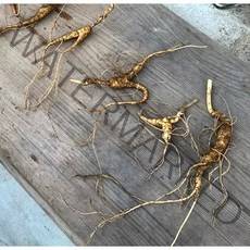 아리랑산양산삼 9-12년근 파삼 7뿌리 산삼 산양산삼 산양삼 가정의달 어버이날 부모님선물 명절선물 자연산 산삼 산양삼선물 건강증진 원기회복 자체재배관리 직접채심발송