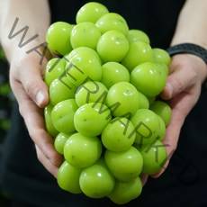 고당도 프리미엄 샤인머스켓 망고포도 김천 상주, 샤인머스캣, 샤인머스캣 1kg (2~3수)
