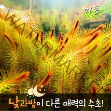 [미초] 로타라 sp. 베트남 레드 수초 10촉 / 유경 수초 / 초보자 수초 / 어항 수초