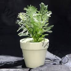 미미팜스 무결점 수초 암브리아 3뿌리, 단품