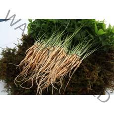 아이니 새싹삼 중 50 뿌리 (20~25cm) [선물포장 가능], 1box, 일반포장