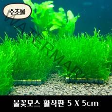 [수초몰] 불꽃모스 5cm X 5cm 활착판 /활착 모스 초보수초 음성수초 활착수초 활착모스 모스활착 피규어모스 화산석활착 구피 새우 수초맛집 피규어활착 피규어 모스볼, 1개