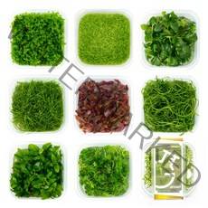 그로잇 무균수초 3배이상 양이 가득한 무균수초 조직배양 무균컵수초, 로탈라 드워프 그린