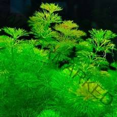 (특가) 키우기 쉬운 초보수초 암브리아 20촉