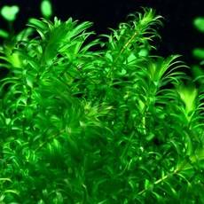 아나카리스(3촉)