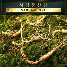 사랑품산삼 산양산삼 산양삼 장뇌삼 8-20년근 자연산 모양 산삼사랑, 12번_산양삼 (A급) 15년근 1뿌리