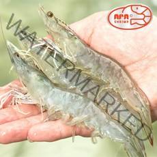 1년내내 당일수확 냉동X 산지직송 무항생제 흰다리새우 대하 친환경 실내양식 생새우 활새우 소금구이, 500g, 1개