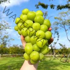 [당도보장] 샤인머스켓 고당도 망고포도 마트납품용 선물세트, 1박스, 특특품 1.4kg(2송이)