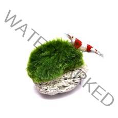 헬로아쿠아 모음)심쿵 수초아이템 160종 쉬운수초 어항장식 열대어 어항꾸미기 수족관꾸미기, 79번) 모스볼쿠키 애쉬필터활착