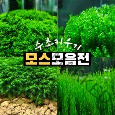 [수초키우기] 프리미엄 모스 피시덴 디스치코필름 리시아 미니삼각 물미역 불꽃 위핑 피콕 대봉황 슬라웨시 미니피시덴 버블 에메랄드펄 자이언트펄 캘리컷 음성수초 초보수초 활착모스