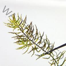 루드위지아 토네이도 (3촉), 1개, 1개