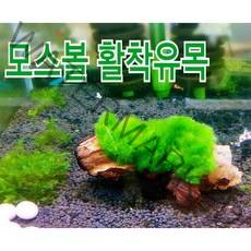 피알피쉬 모스볼 활착유목, 1개