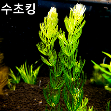 [수초킹] 키우기 쉬운 초보수초 마츠모 (붕어마름) 5촉