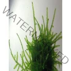 윌로모스 (소주컵 한컵 용량) 음성수초 수족관꾸미기 활착